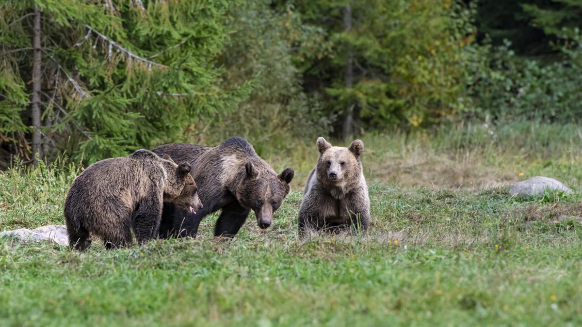 oamenii din vrancea sunt terorizati de ursi animalele intra in pensiuni si golesc frigiderele rup gardurile usile sunt prea multi