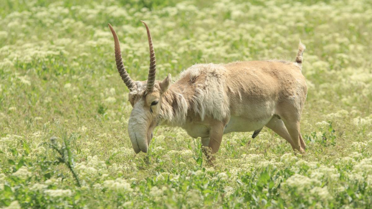 kazahstanul doneaza chinei 1 500 de antilope saiga animale preistorice cu aspect unic salvate de la extinctie
