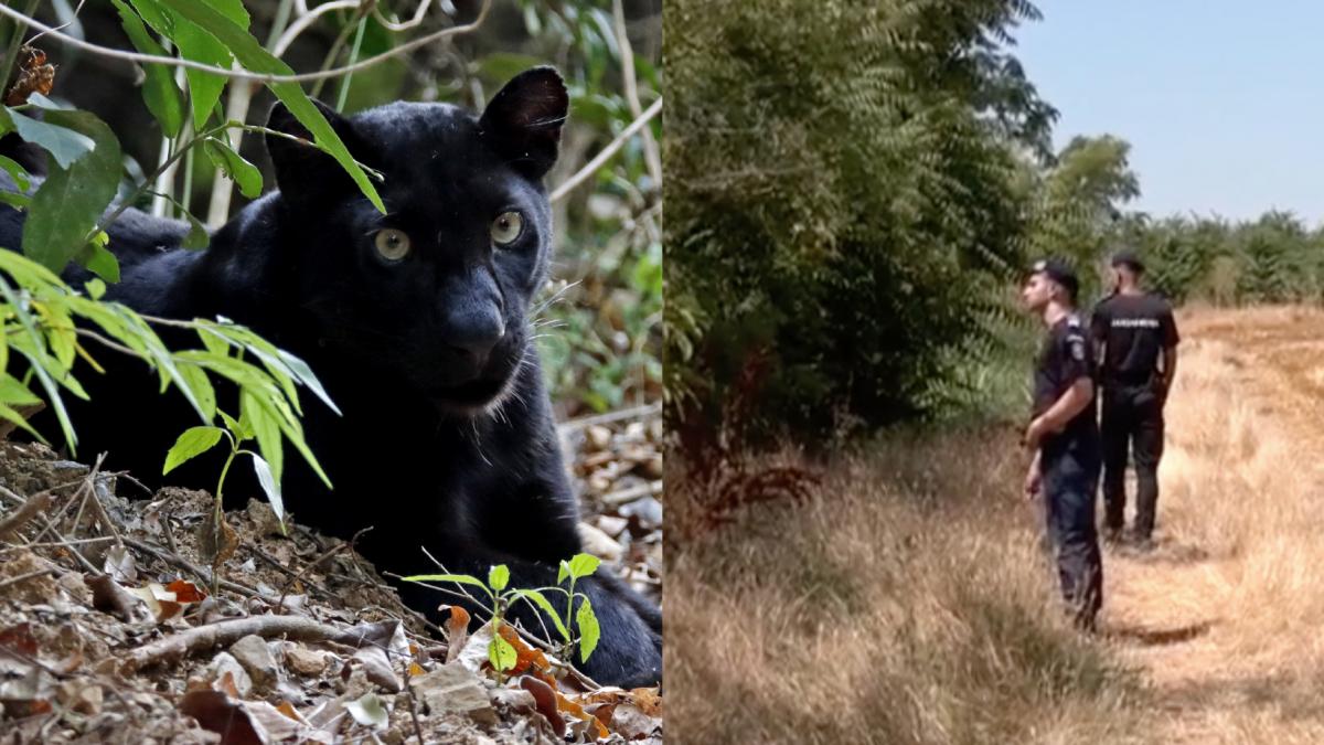 pantera neagra din bulgaria cautata prin tufisuri de jandarmii romani a fost adus si un expert din africa localnicii tot suna la 112