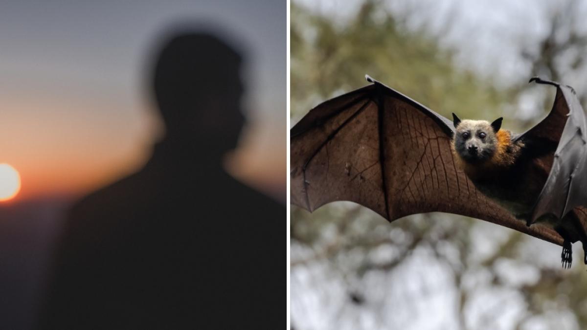 un barbat a murit dupa ce a fost muscat de un liliac in australia a contractat un virus extrem de rar pentru care nu exista tratament