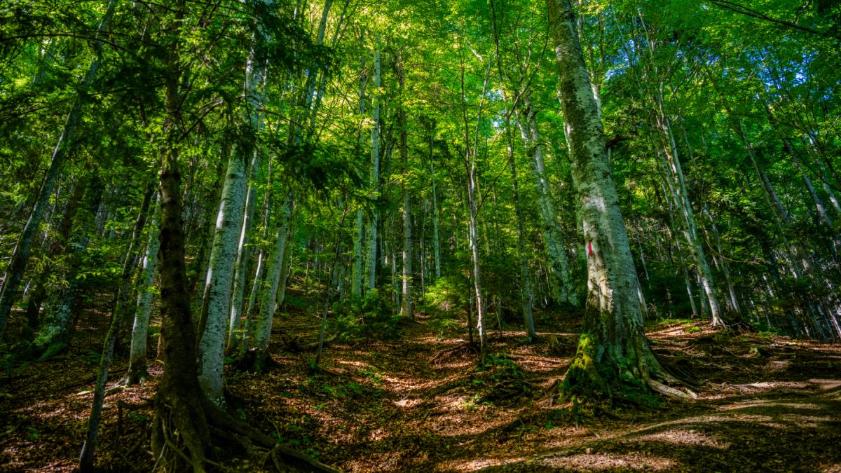 wwf romania reforma romsilva trebuie sa inceapa de jos in sus cu indicatori de performanta