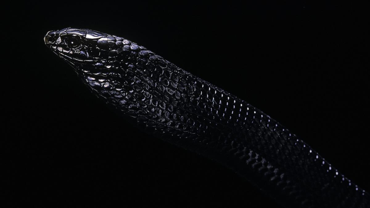 creatura neagra cu ochi mari descoperita o noua si bizara specie identificata intr o mina de aur din papua noua guinee