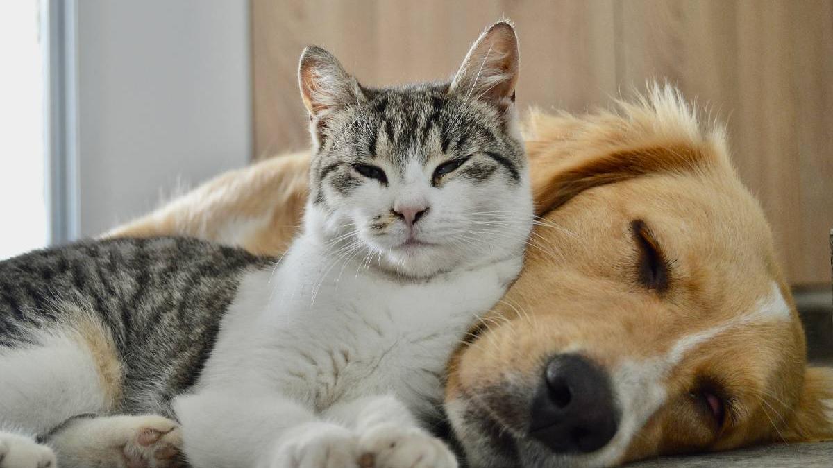 pisica ta te face mai coerent cainele iti pastreaza memoria ce au descoperit cercetatorii