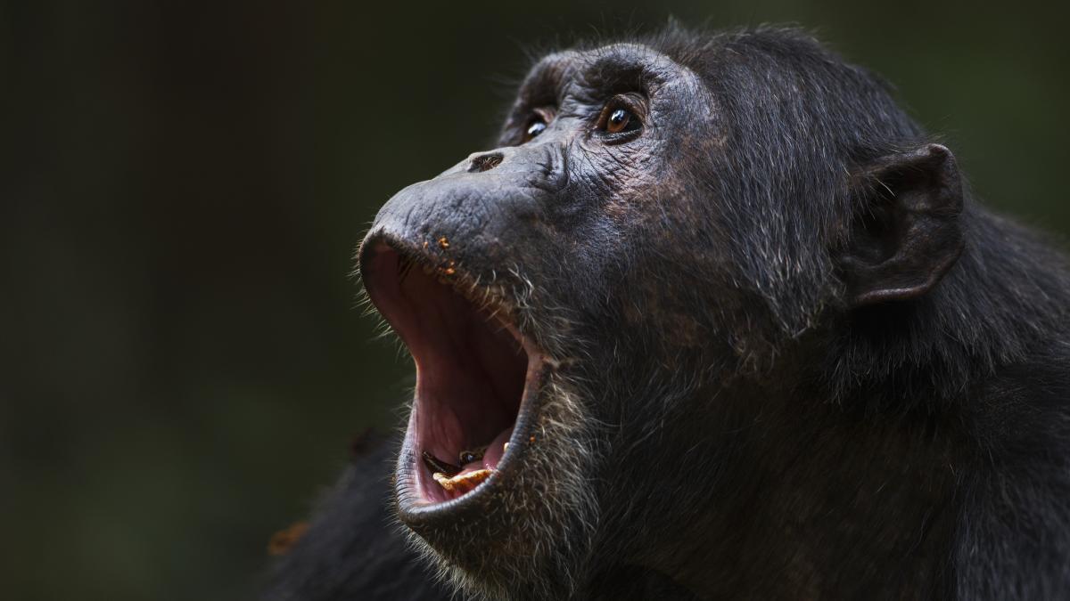 video momentul emotionant al reintalnirii dintre un cimpanzeu si un barbat care l a salvat imaginile au devenit virale
