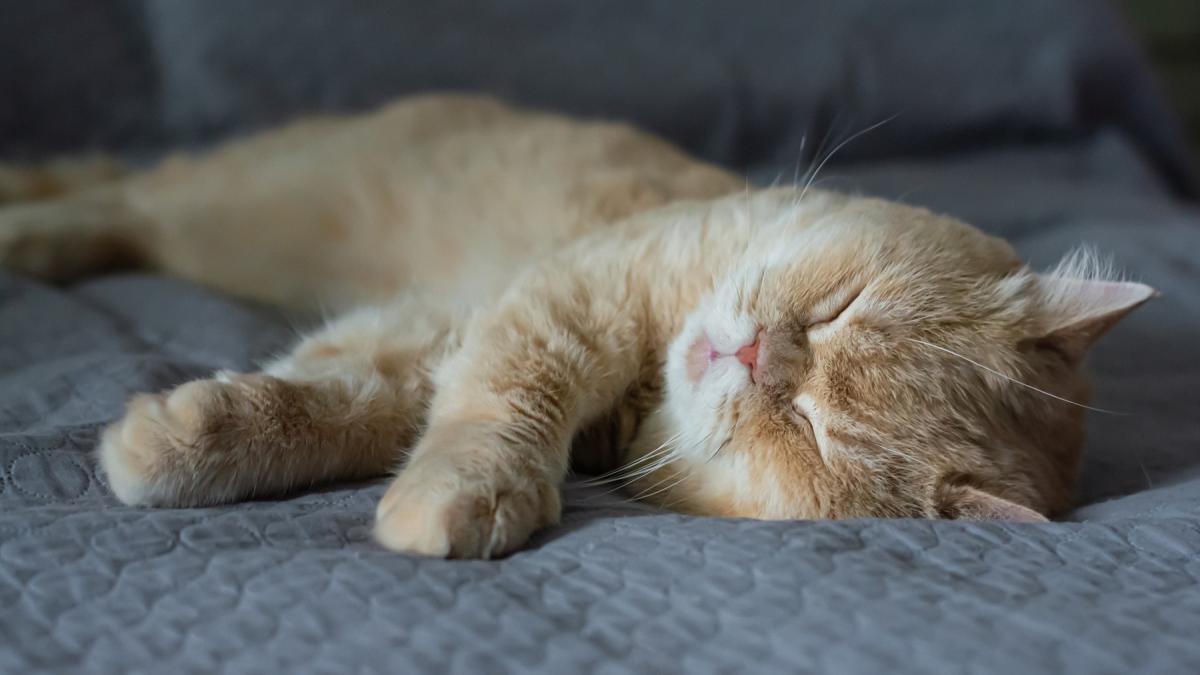 cercetatorii au descoperit ca majoritatea pisicilor dorm pe partea stanga care este motivul