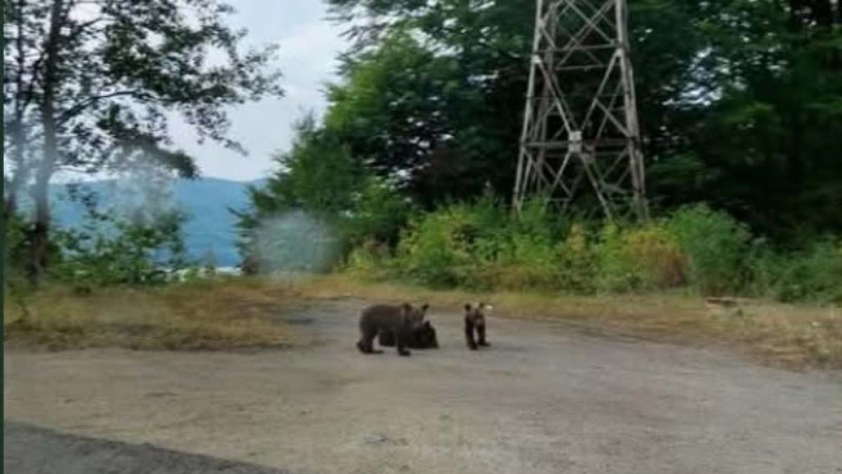 ce se intampla cu cei 3 pui de urs ramasi orfani pe marginea drumului de pe transfagarasan ministrul mediului nu mai plimbam hartii