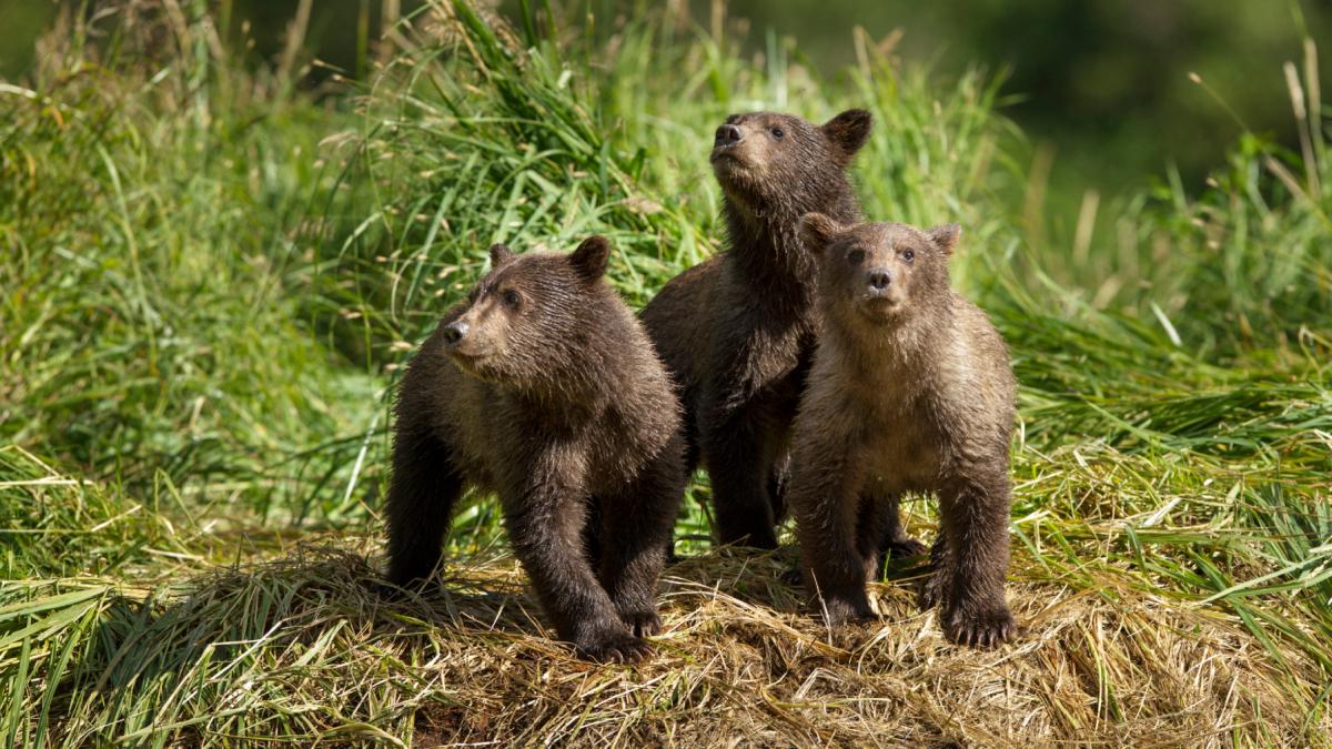 cei 3 ursuleti orfani de pe transfagarasan nu au fost salvati nici pana acum oamenii cer raspunsuri oficialii se incurca n explicatii