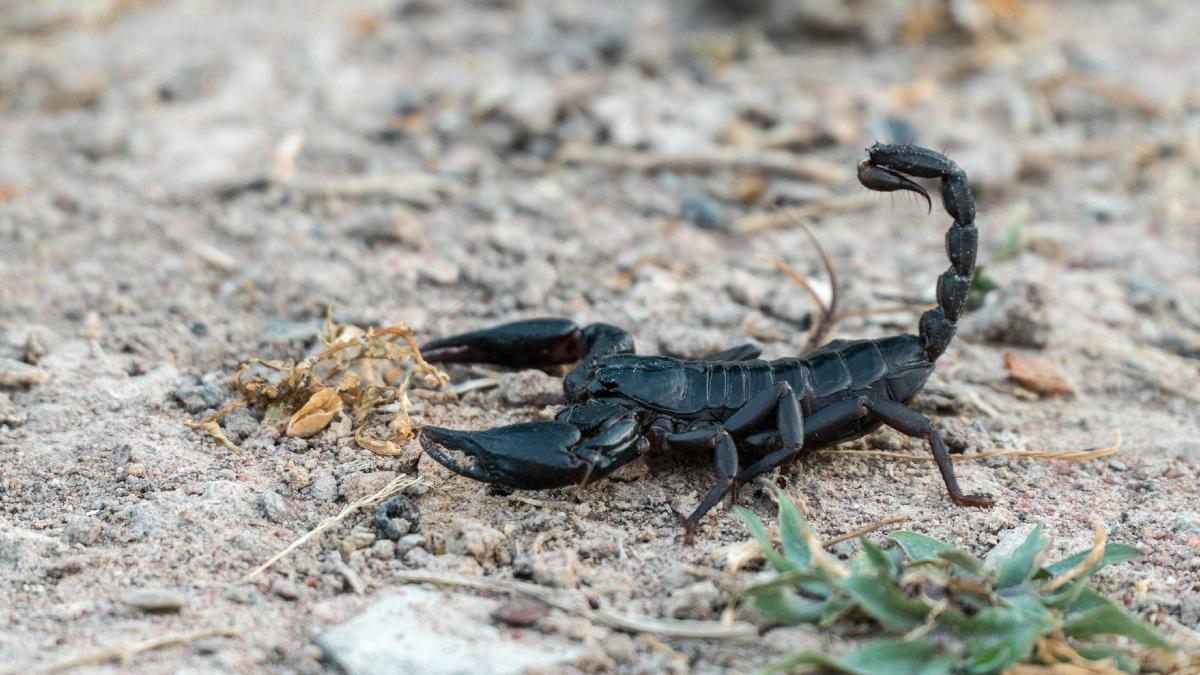 invazie de scorpioni carpatini in zona montana a buzaului turistii sunt speriati
