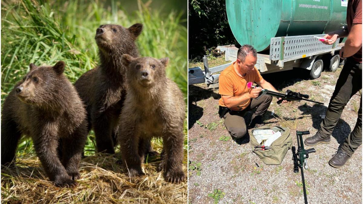 ursuleti abandonati de 5 zile pe transfagarsan sunt de negasit autoritatile care au impuscat ursoaica spun ca nu stiau ca avea pui