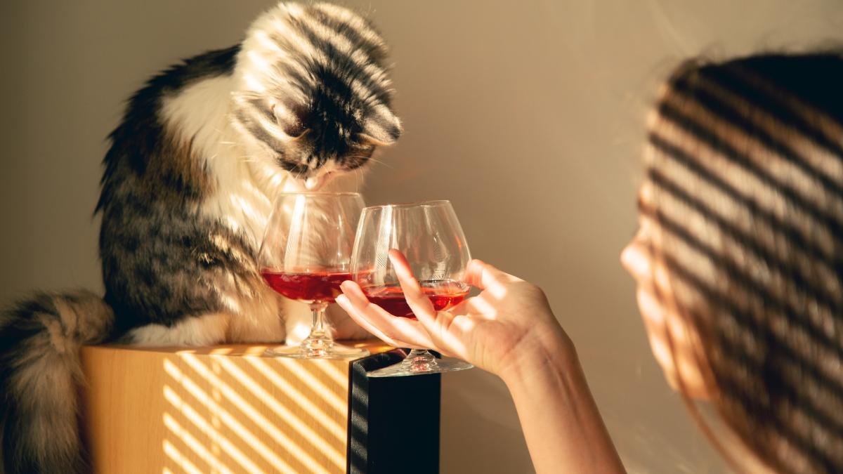 cea mai batrana pisica din lume a trait cu o dieta mai putin obisnuita pentru ce primea vin rosu la fiecare doua zile