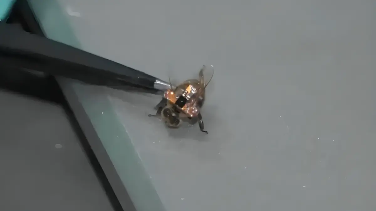 cercetatorii chinezi au creat prima albina cyborg cu cel mai usor controler cerebral din lume