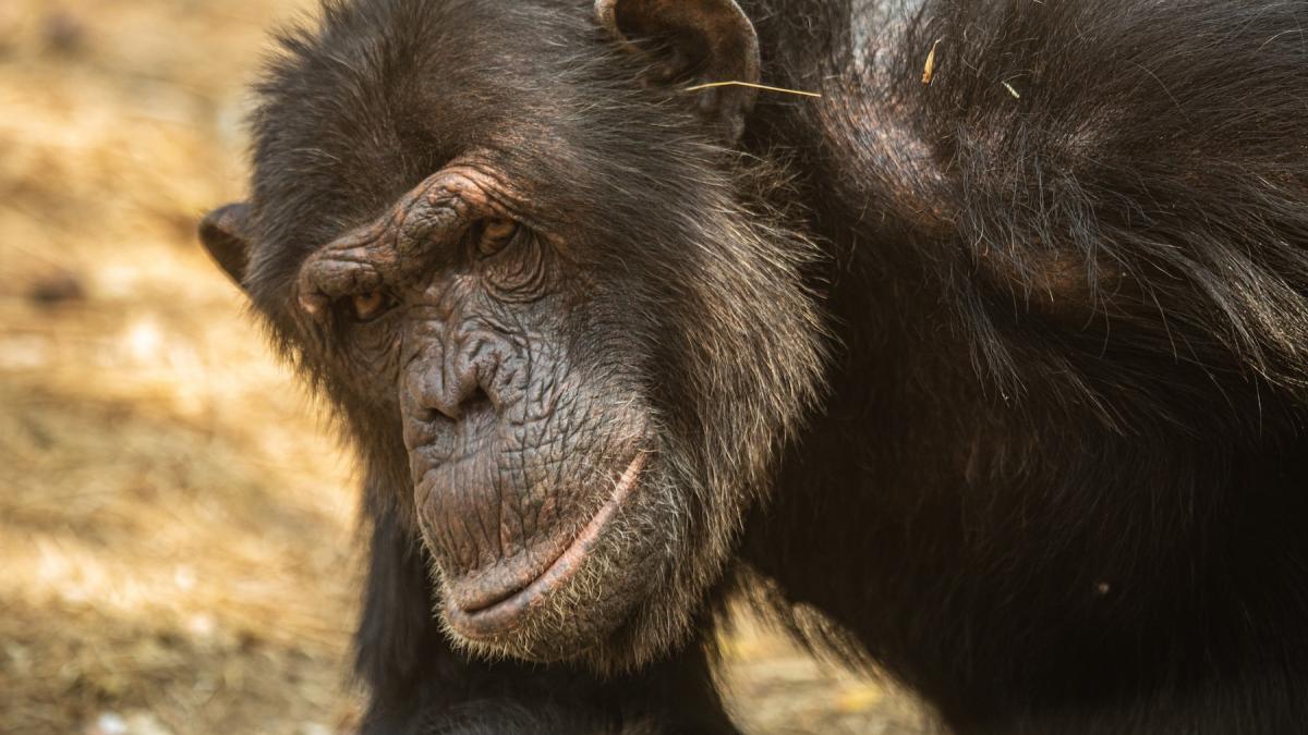 un grup de cimpanzei din zambia a lansat o moda ciudata poarta fire de iarba in urechi si in fund