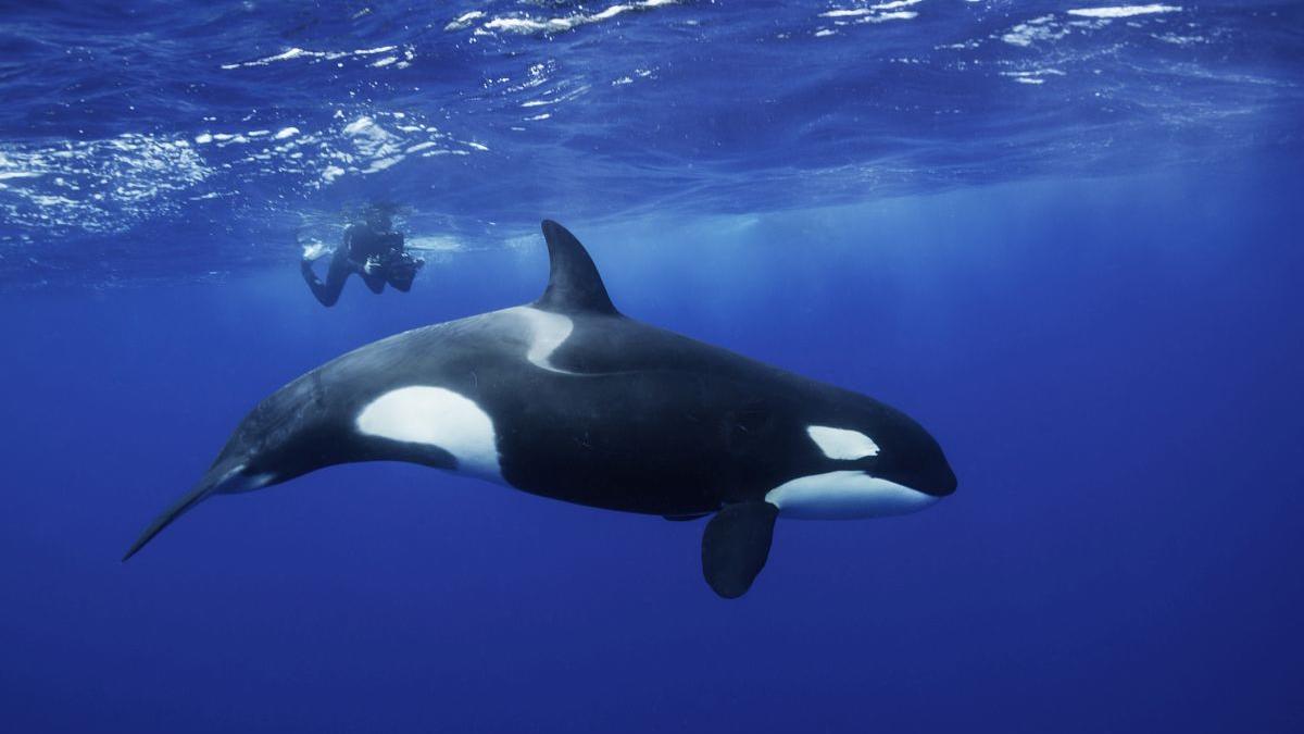 zeci de balene ucigase au fost surprinse oferind hrana oamenilor in oceane cercetatorii sunt uluiti si cauta explicatia in creier