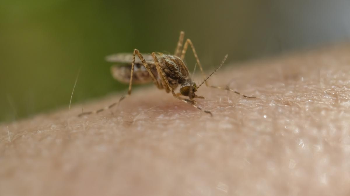 un focar local de malarie ar putea fi deja in romania managerul spitalului de boli infectioase consideram ca este posibil