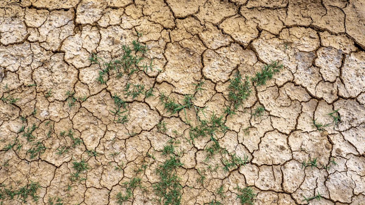 tanczos barna despre risipa banului public la targu mures cineva vrea sa taie iarba dupa ce doua luni nu a crescut niciun fir