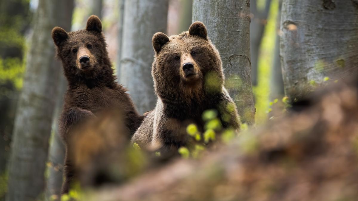 un aradean a luat doi pui de urs din padure si i a tinut acasa luni de zile barbatul a fost retinut
