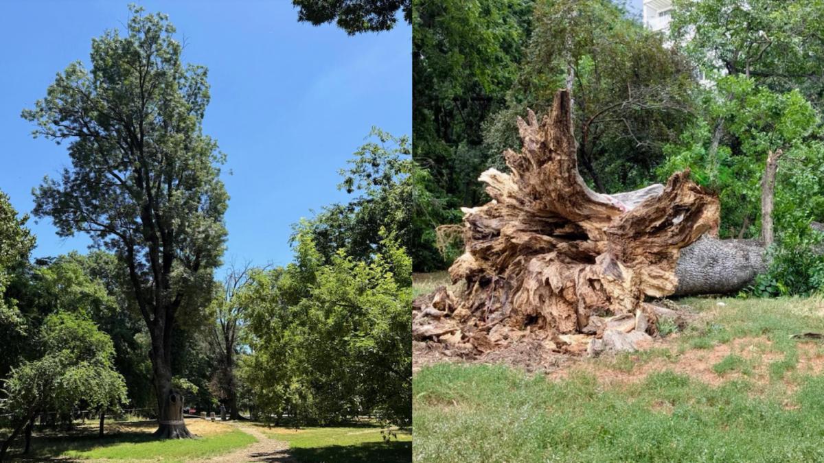 frasinul secular din cismigiu a fost rupt de vijelia din bucuresti se fac eforturi pentru salvarea glicinei a fost grav afectata