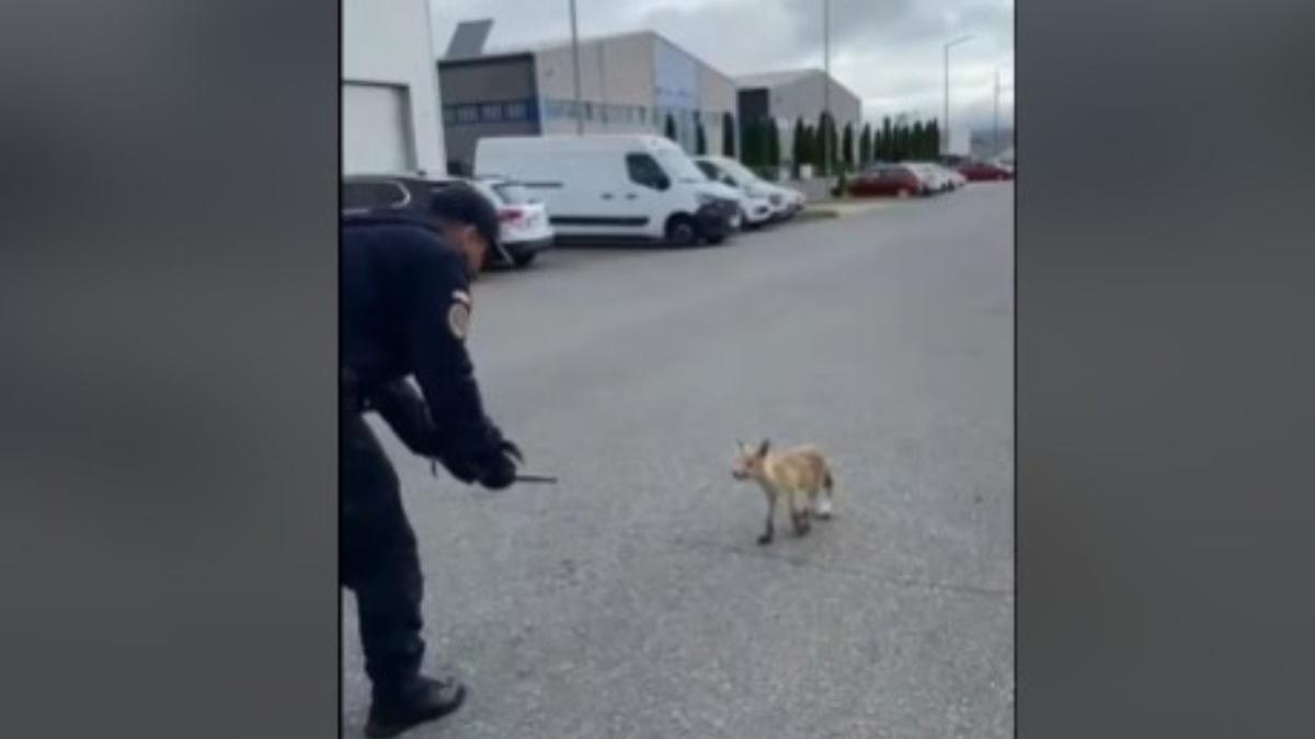 o vulpe speriata si dezorientata a fost salvata de jandarmii din brasov