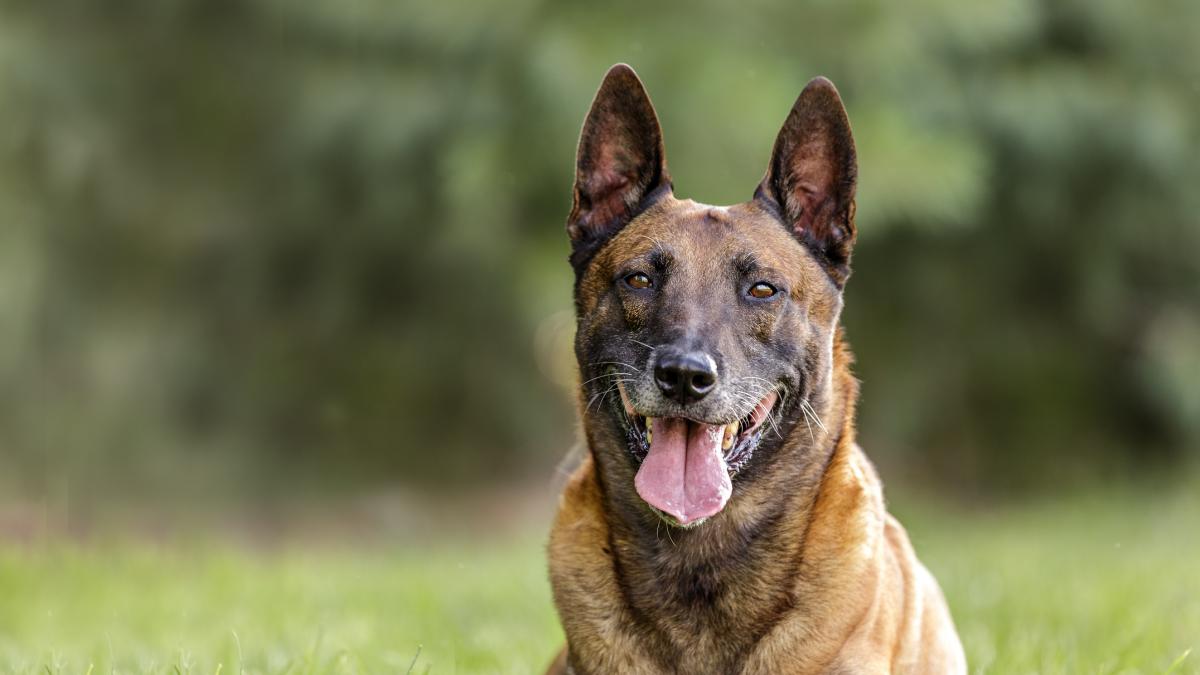 un barbat a fost retinut dupa ce a lovit un caine pe strada animalul a fost internat intr un spital veterinar