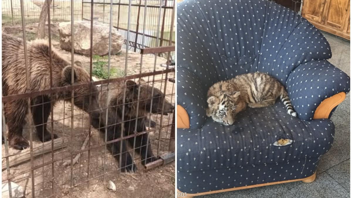 un barbat din dambovita si a facut zoo ilegal in curte cu pui de tigru ursi si maimute garda de mediu s a dus peste el