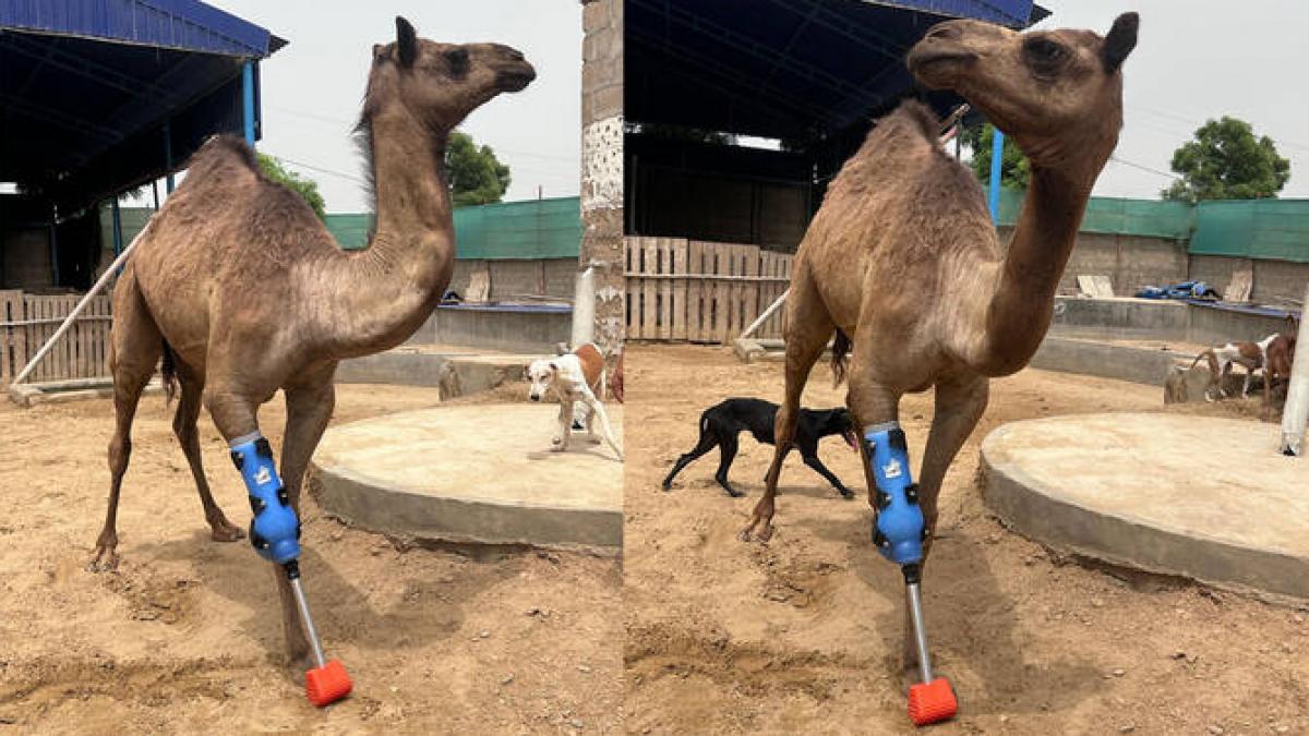 povestea emotionanta a unei camile din pakistan poate merge din nou dupa ce a primit o proteza pentru un picior amputat
