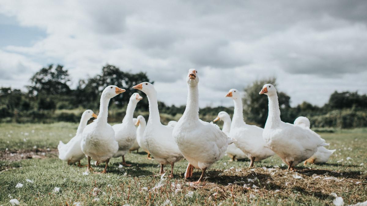 situatie bizara in turcia dupa o luna de arest un card de gaste a fost eliberat conditionat cum s a ajuns aici