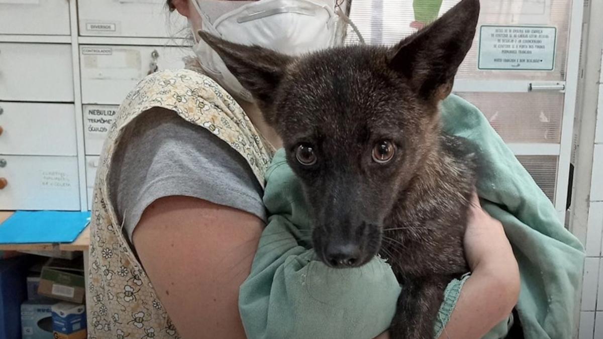 descoperirea unui hibrid caine vulpe ii ingrijoreaza pe oamenii de stiinta