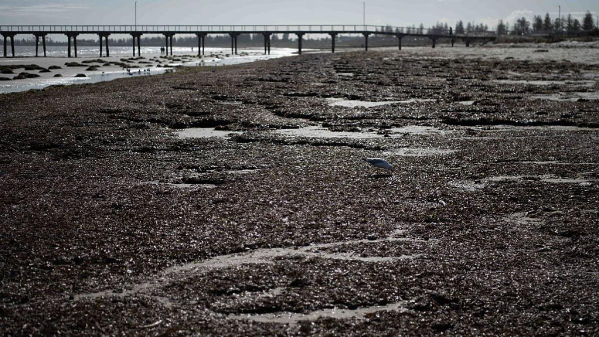 dezastru ecologic 14 000 de animale din 400 de specii au fost ucise de alge toxice care se extind cu o viteza ametitoare