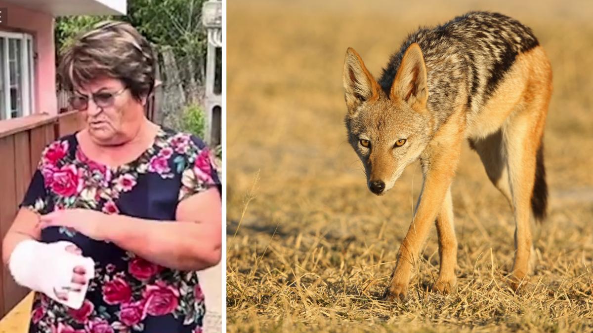 alerta in iasi o femeie a fost muscata de un sacal in curtea casei a venit deodata m a apucat de picior