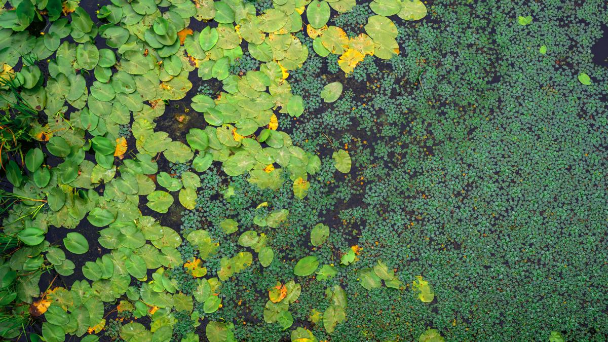 tinutul cazacilor bombardat de rusi s a transformat intr o padure unica intrebarea e insa daca e de fapt o bomba toxica cu ceas