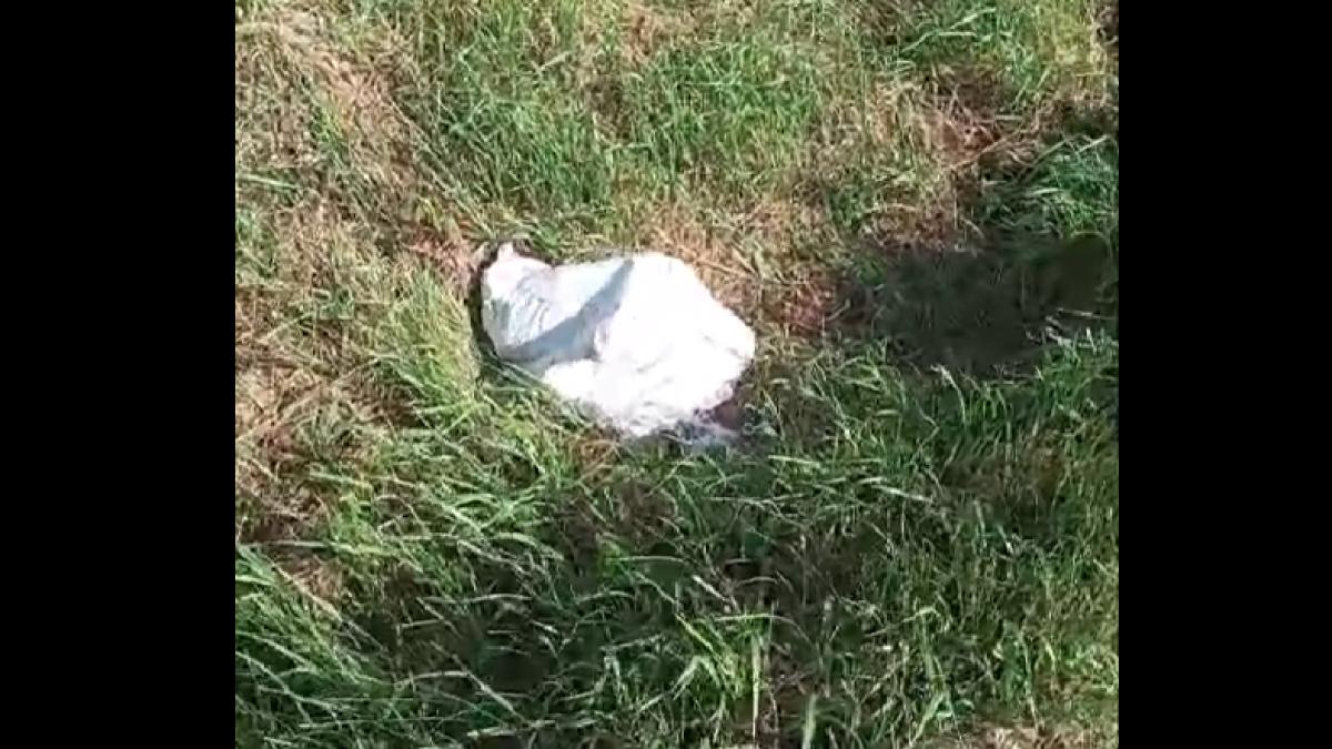 cruzime fara margini doi catelusi au fost abandonati de un barbat pe marginea unui drum intr un sac de rafie ce pedeapsa a primit