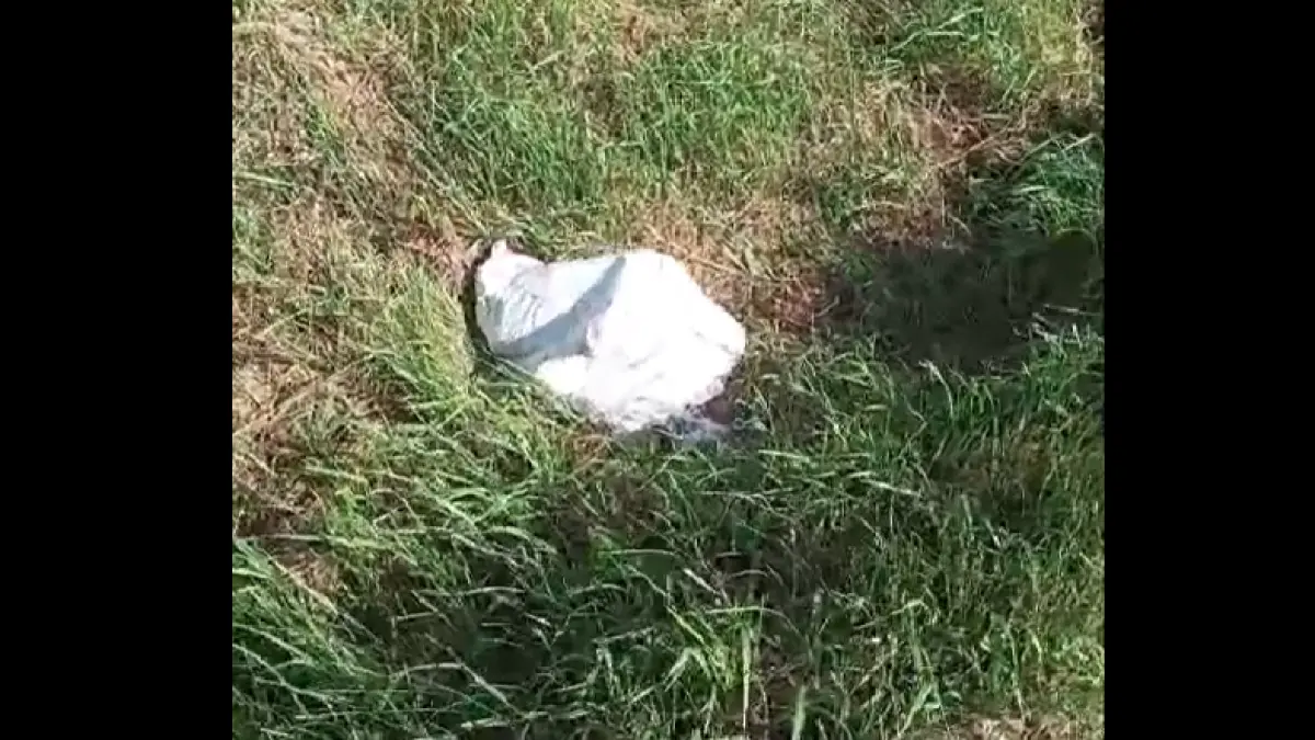 cruzime fara margini doi catelusi au fost abandonati de un barbat pe marginea unui drum intr un sac de rafie ce pedeapsa a primit