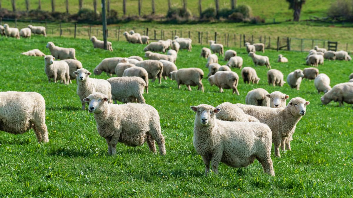 focar de variola ovina in judetul olt 3 000 de animale vor fi sacrificate