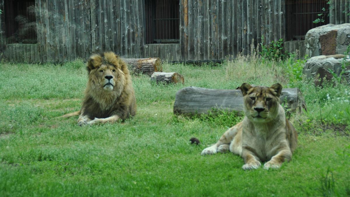 gradina zoologica din bucuresti inchisa dupa furtuna puternica s a redeschis anuntul primariei capitalei
