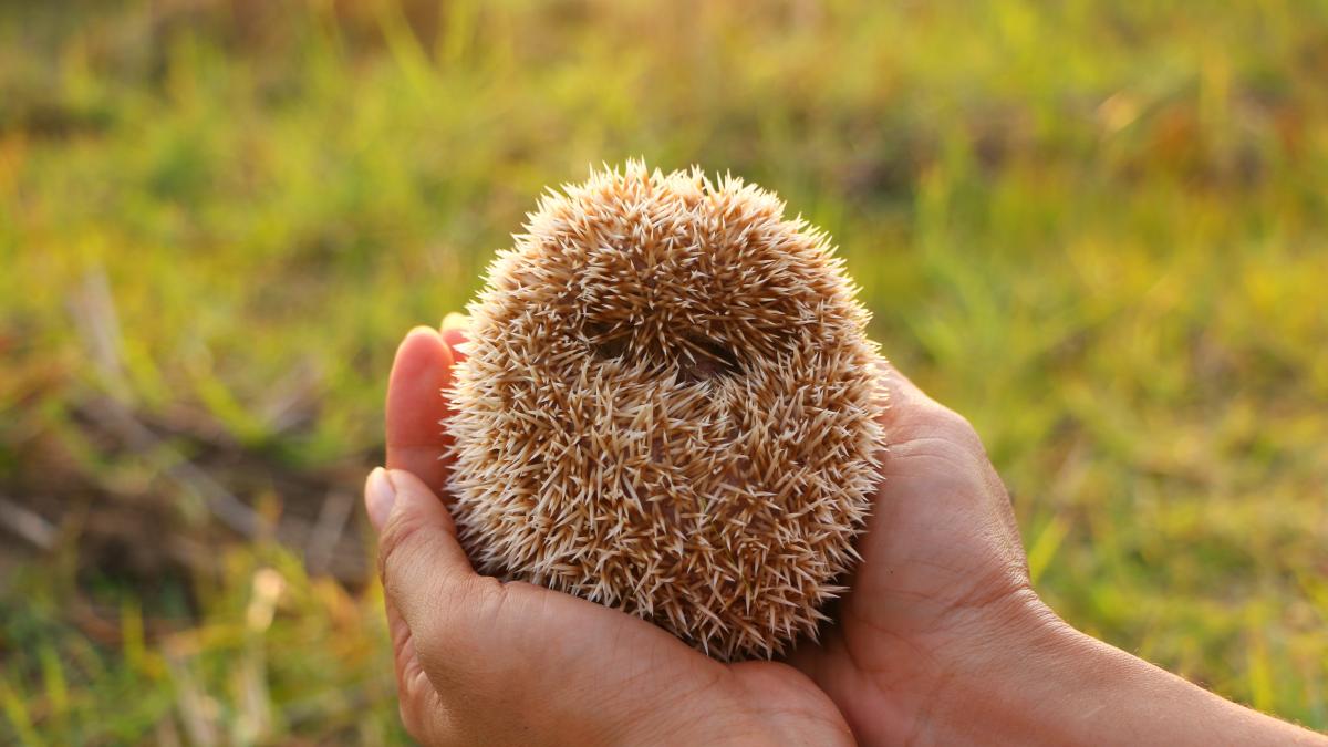 o femeie a dus un ciucure la veterinar crezand ca e arici il ingrijise toata noaptea