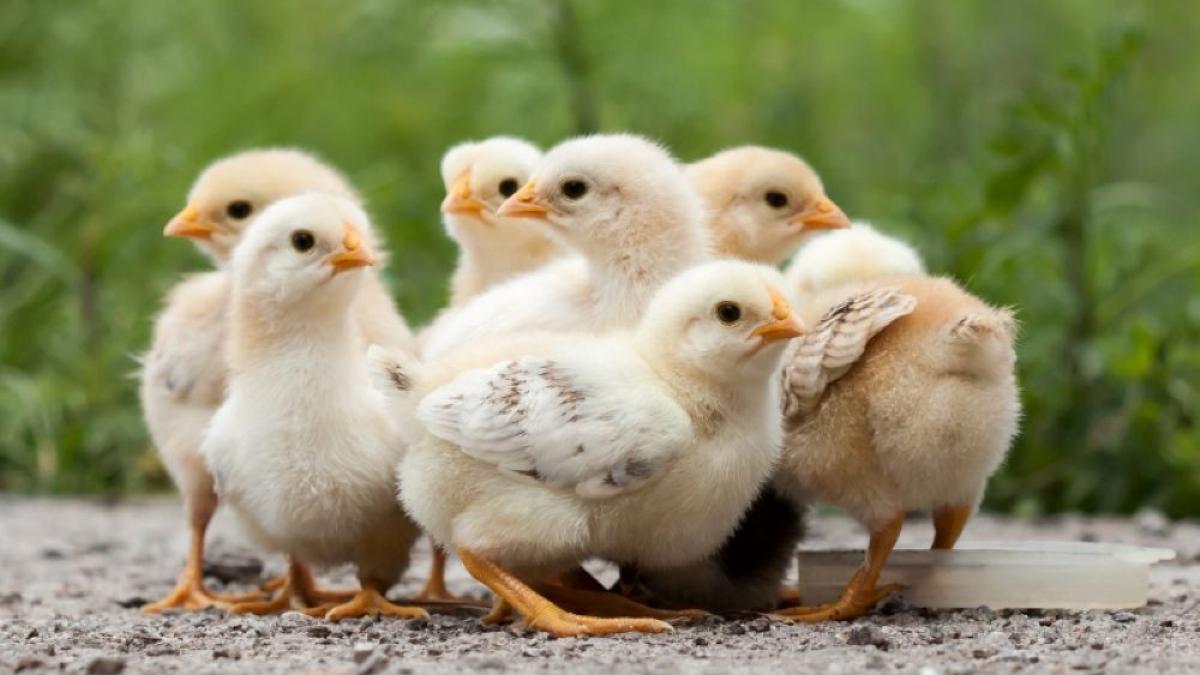 cum se transeaza corect un pui de tara sfaturi pentru bucatarii incepatori