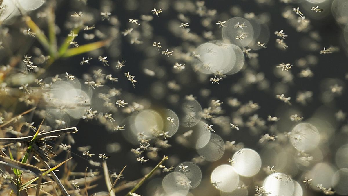 milione de tantari sunt aruncati din drone peste hawaii iata de ce