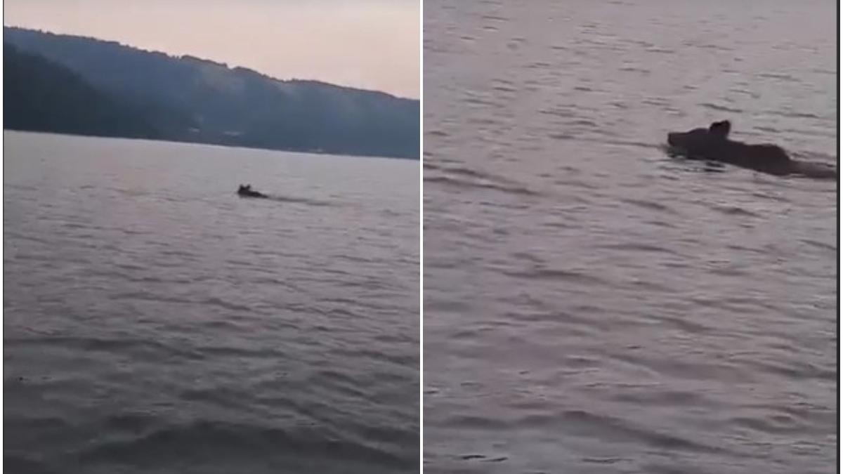 un urs a fost surprins inotand in zona barajului bicaz imaginile au devenit virale