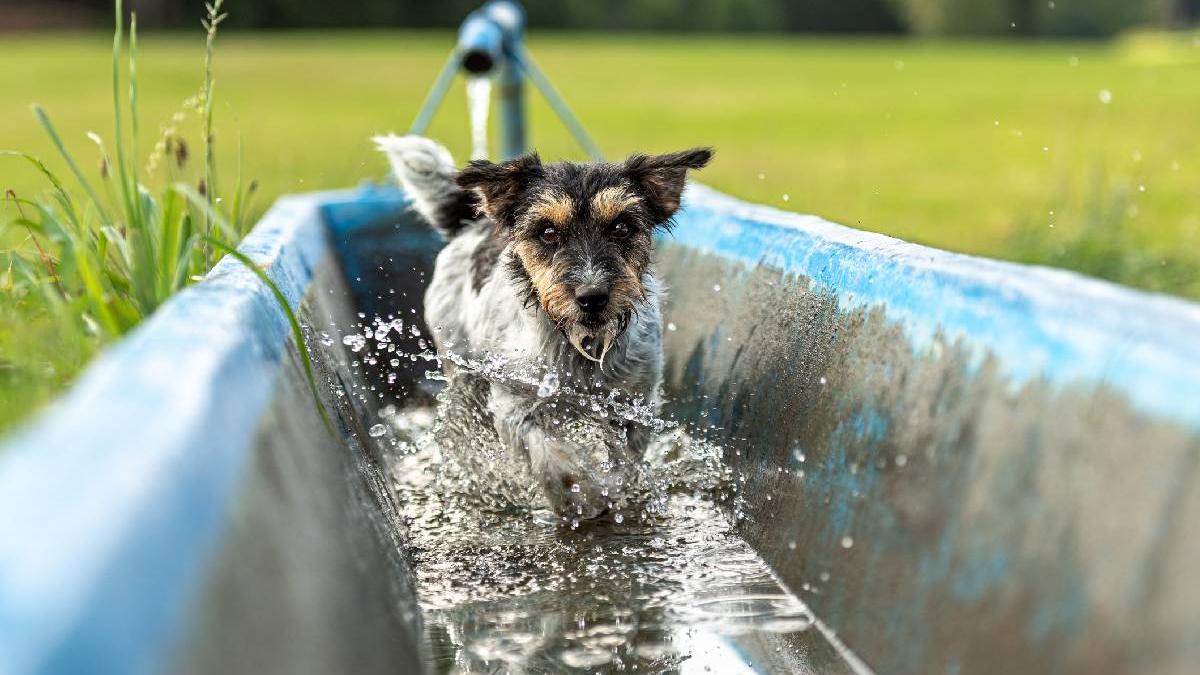 nu doar noua ne e greu animalele pot muri in cateva minute din cauza caniculei cum le protejam