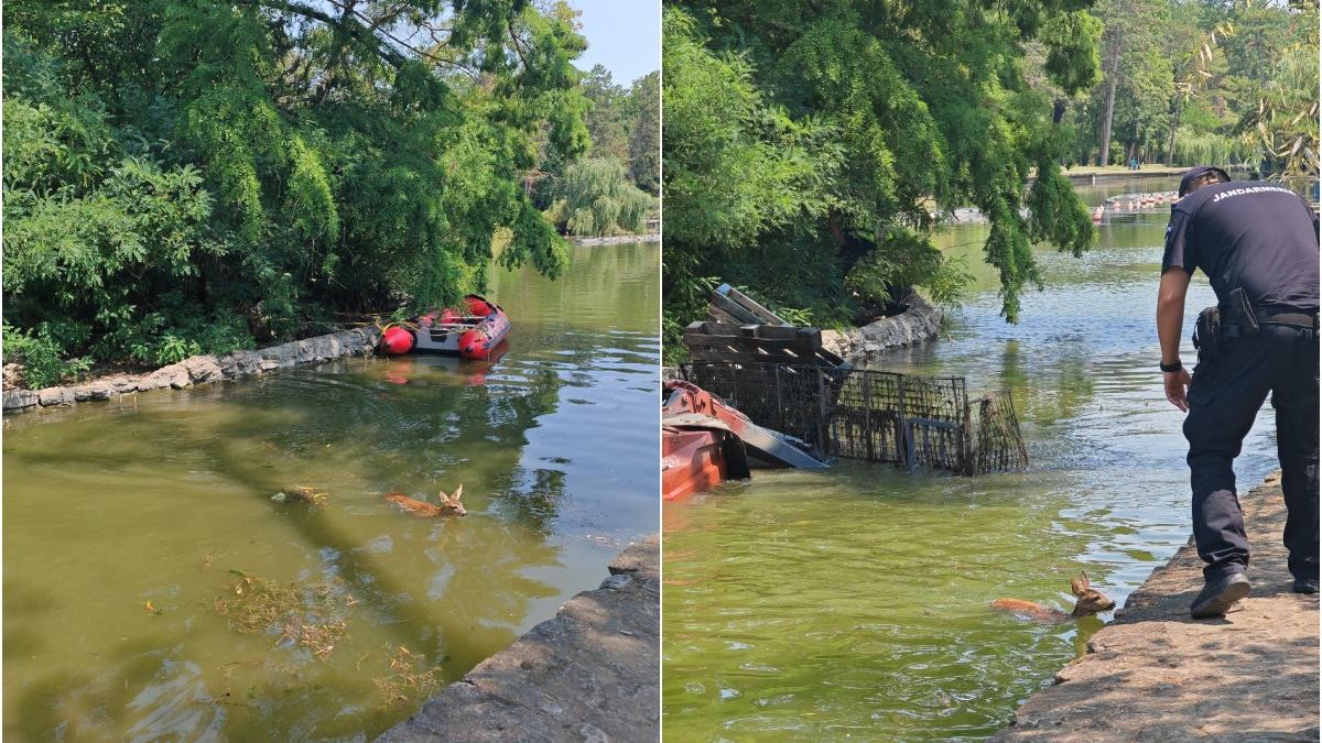 o caprioara a fost salvata de la inec de pompierii din buzau in slujba vietii devotamentul nu dispare