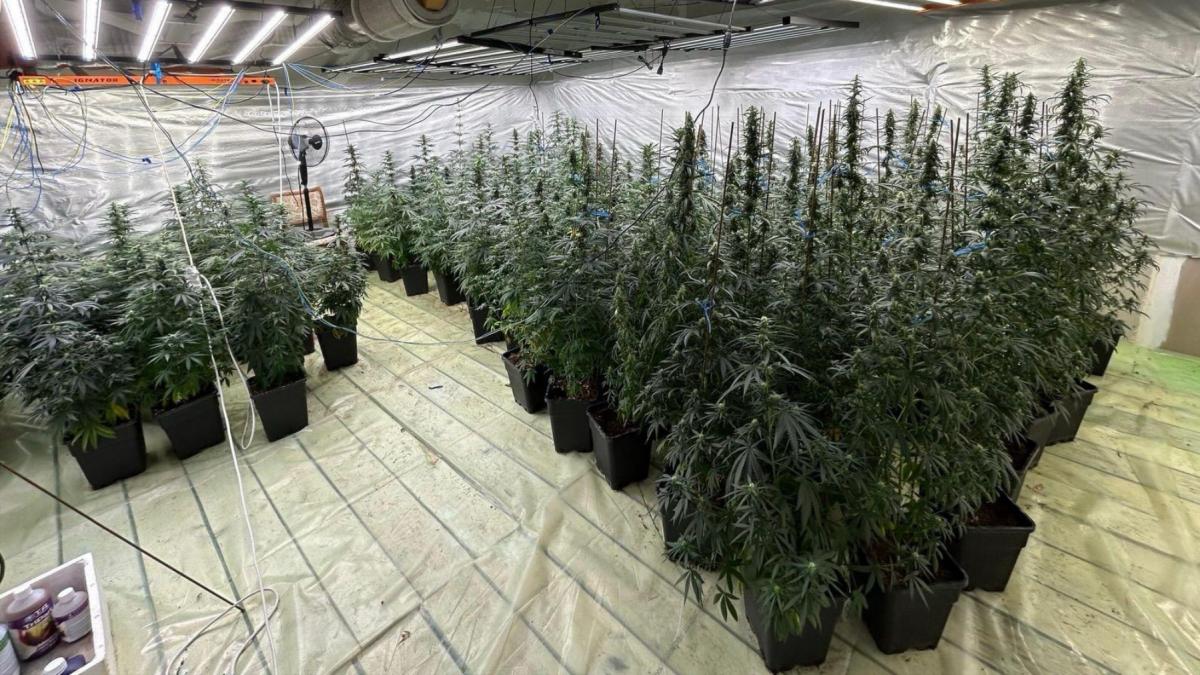 politist din dambovita si sotia lui prinsi crescand iarba pentru vanzare cuplul avea o cultura indoor de canabis cu 121 de plante