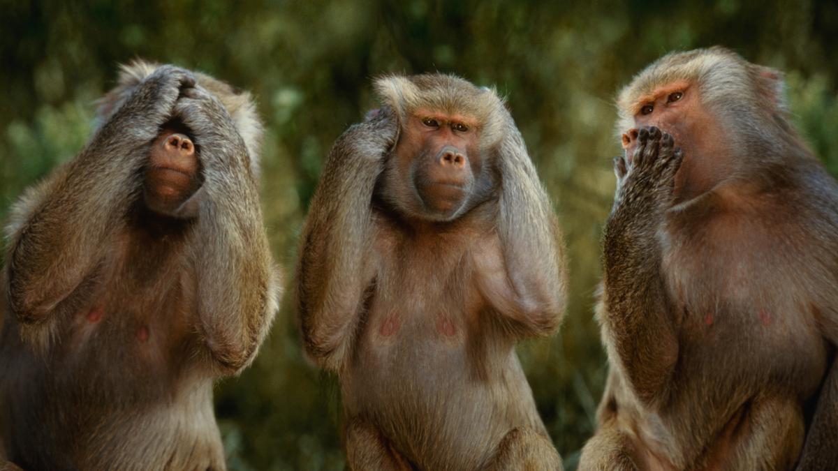 proteste in germania din cauza ca o gradina zoologica a ucis 12 babuini