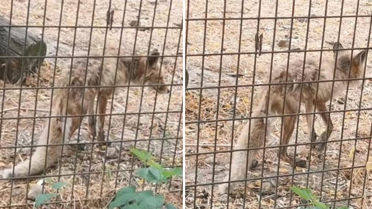 imagini revoltatoare cu o vulpe foarte slaba si fara blana la zoo ramnicu valcea se cere inchiderea gradinii