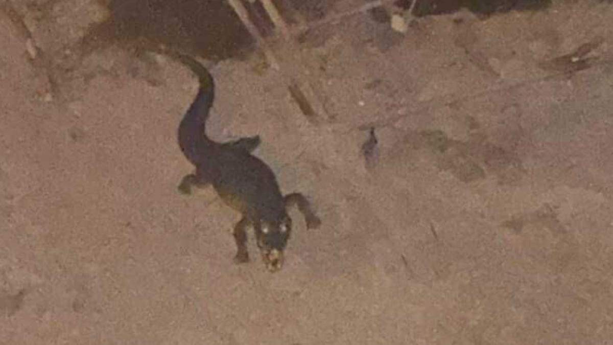 panica in italia dupa ce un crocodil a fost vazut pe malul unui rau pana la urma s a dovedit ca totul a fost doar o farsa