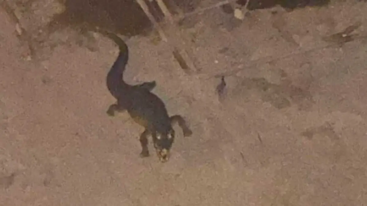 panica in italia dupa ce un crocodil a fost vazut pe malul unui rau pana la urma s a dovedit ca totul a fost doar o farsa