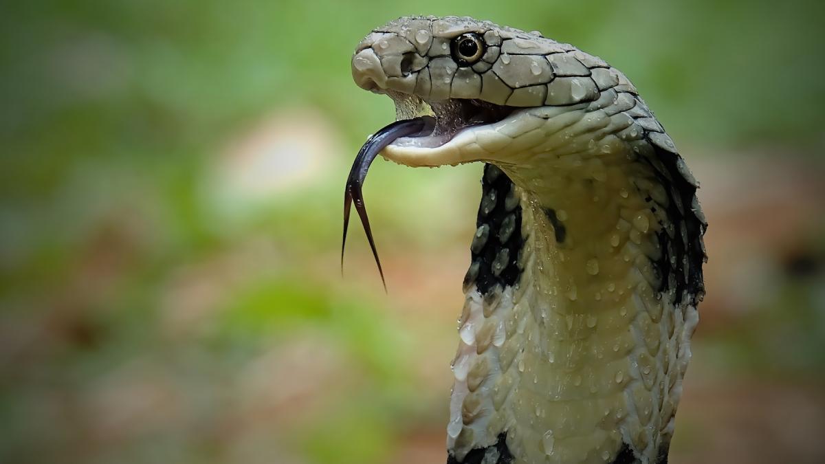 un copil de un an a muscat mortal o cobra care l a atacat in timp ce se juca sarpele a murit pe loc