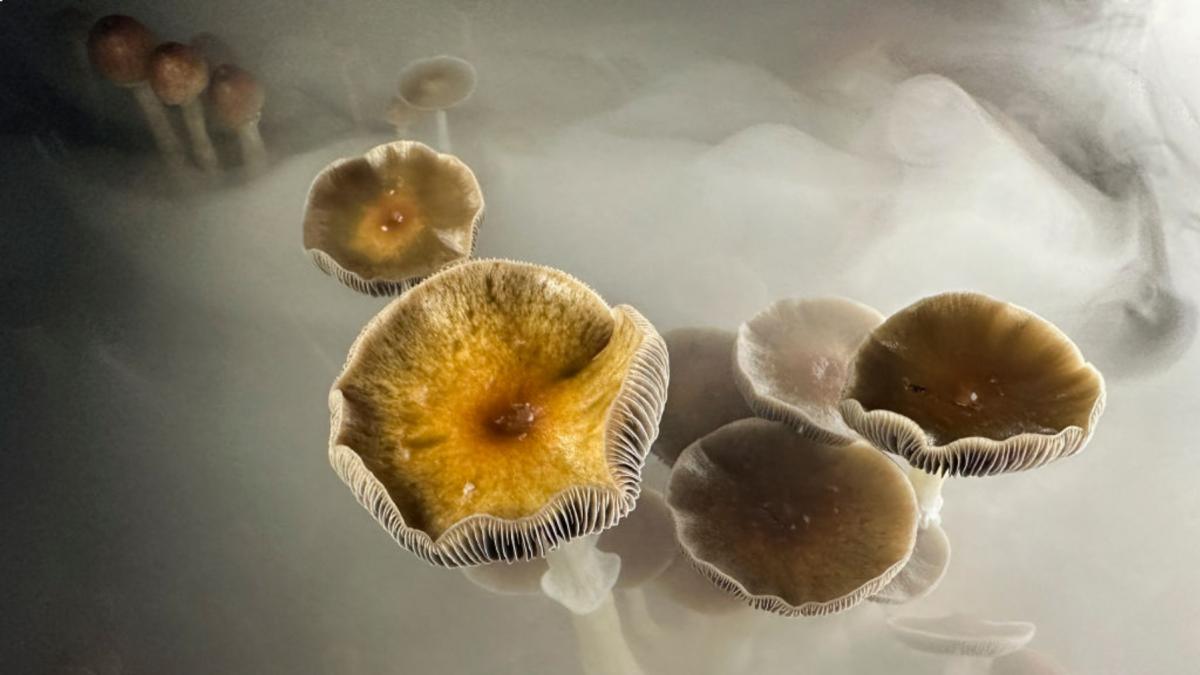 prima tara din ue care da acces la psilocibina pacientilor cu depresie in ce conditii vor primi psihedelicul din ciuperci magice