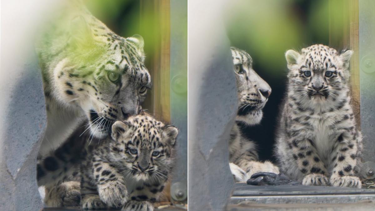 un pui de leopard de zapada rar s a nascut la o gradina zoologica din uk o camera ascunsa l a filmat pe pufos cand facea primii pasi