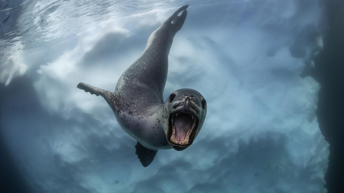 focile leopard din australia canta melodii similare rimelor pentru copiii de gradinita