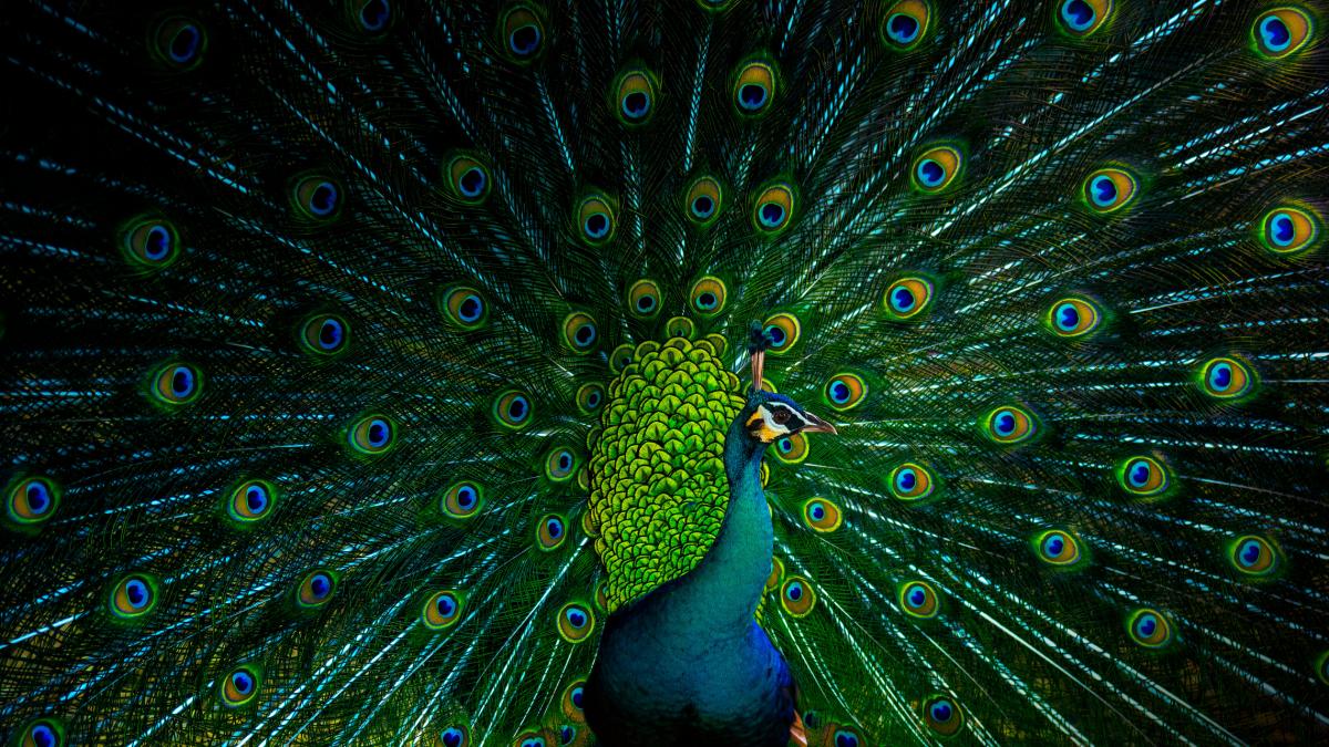 descoperirea care da peste cap regulile biologiei paunii au lasere in cozile lor oamenii de stiinta au ramas uimiti